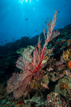 Coral garden - Nusa Penida