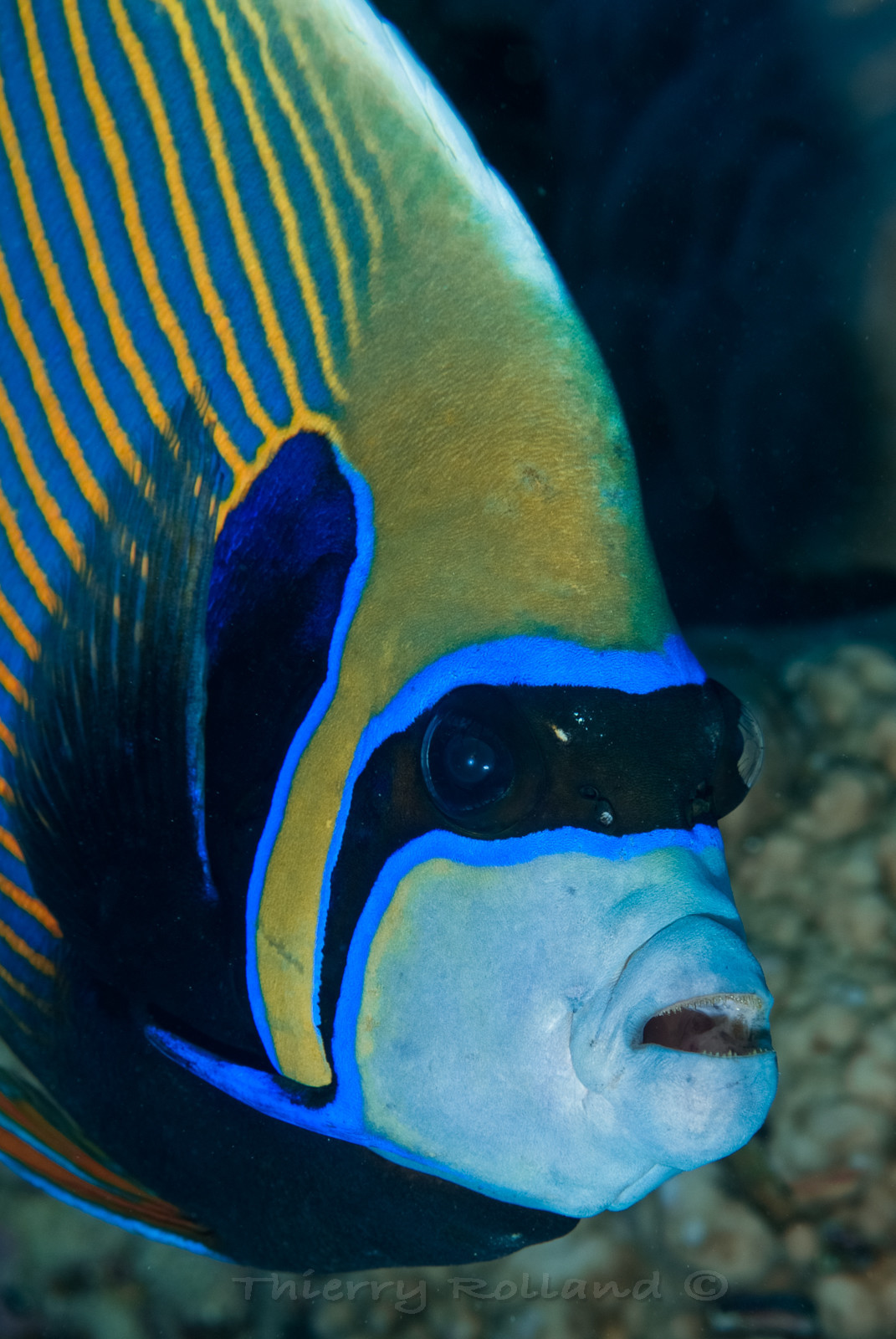 Poisson ange empereur