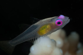 Gobie sur corail