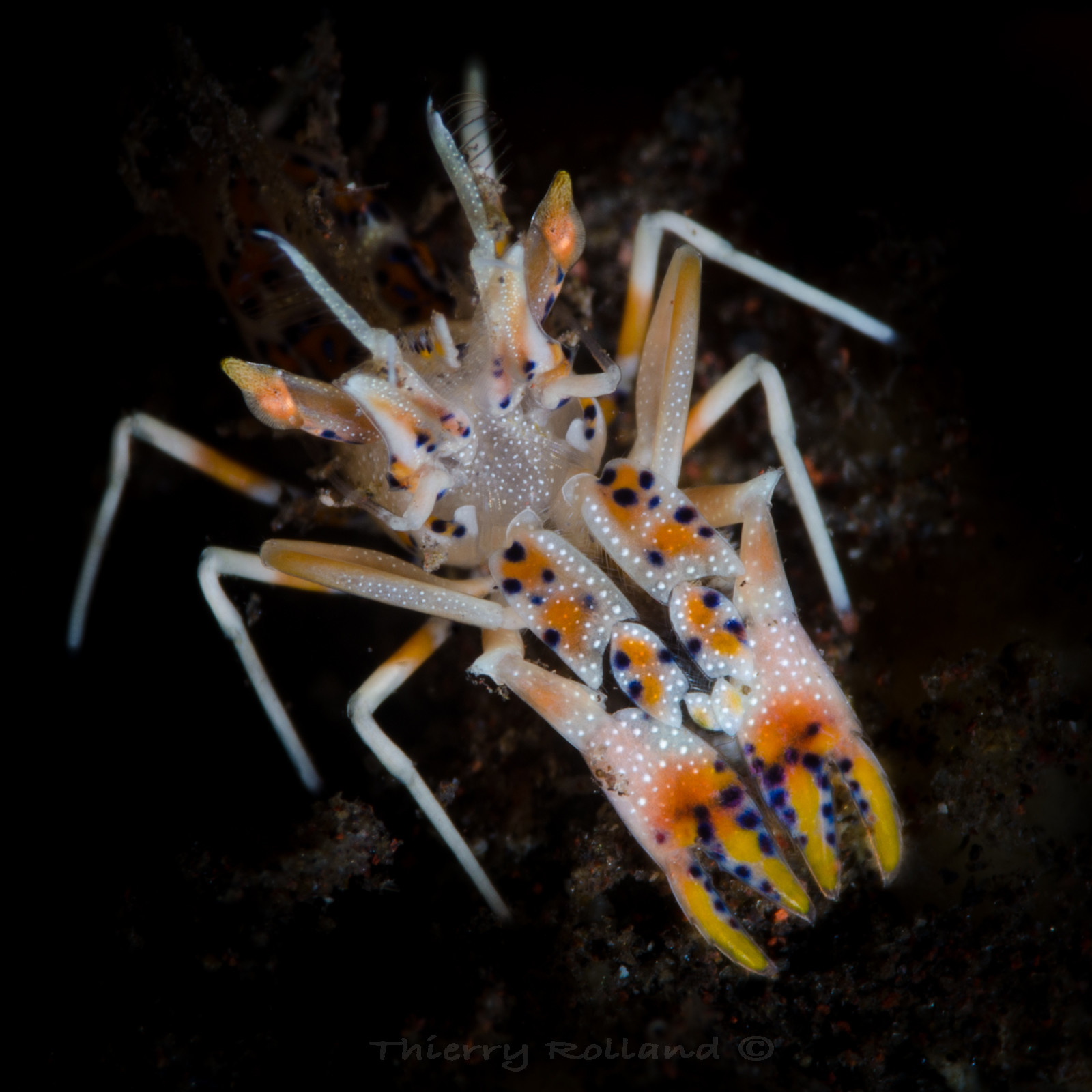 Crevette tigre