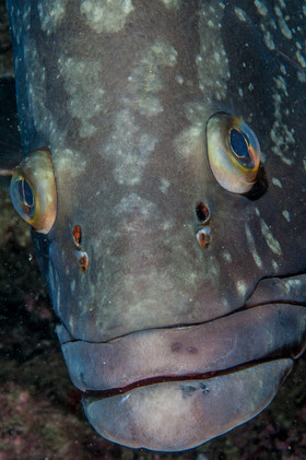 Portrait de mérou