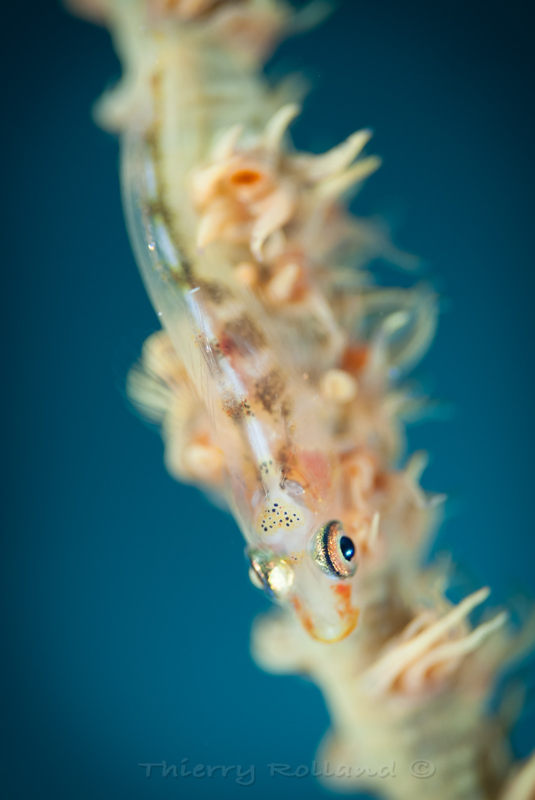 Gobie nain sur corail fouet - grande ouverture