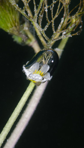Fleur de renoncule - Gravière du Fort