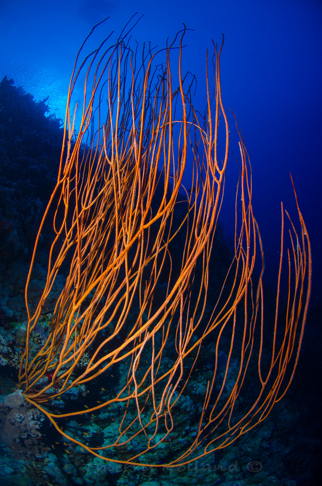 corail orange