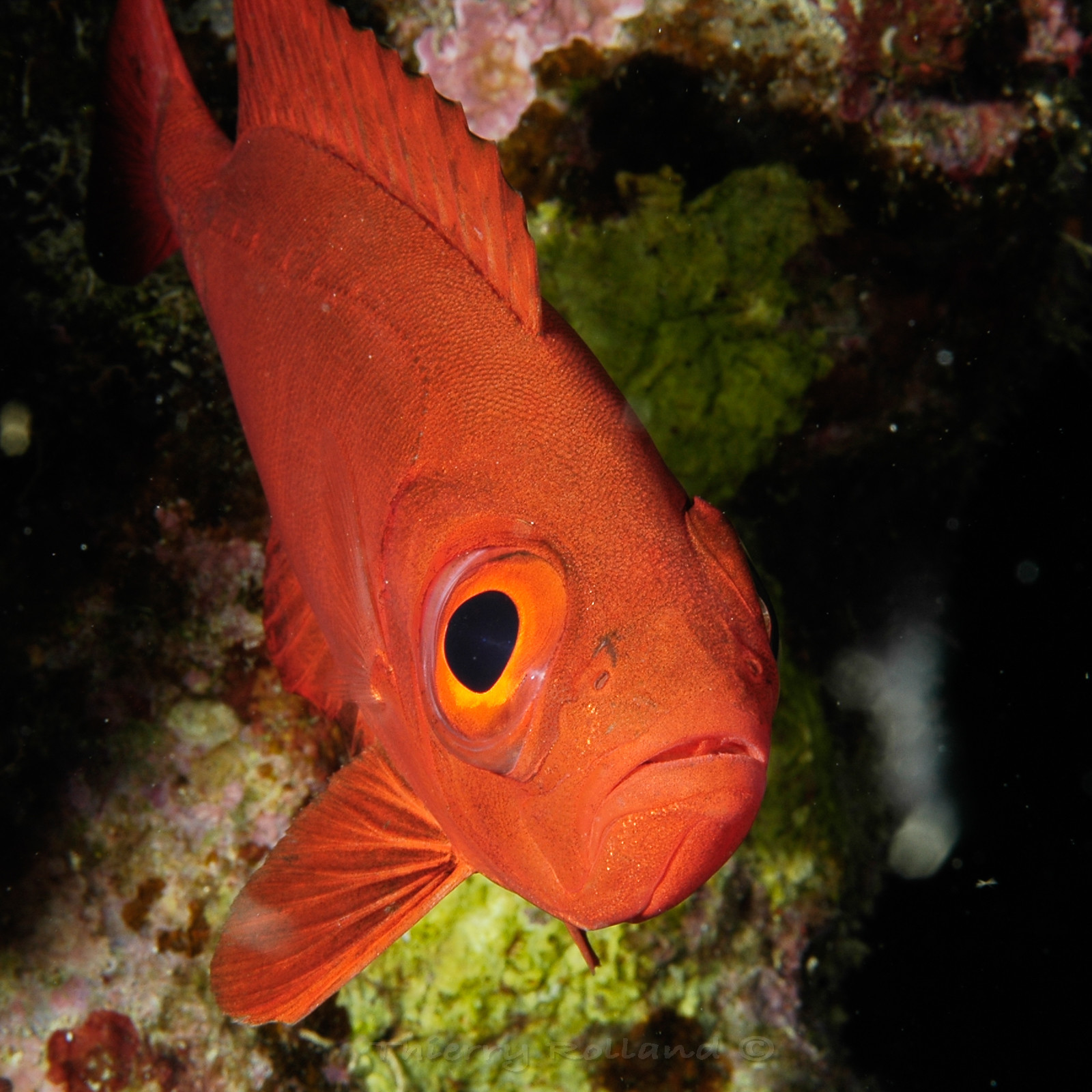 Poisson gros yeux