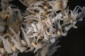 Crevette sur corail fouet