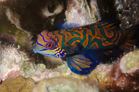 Poisson mandarin