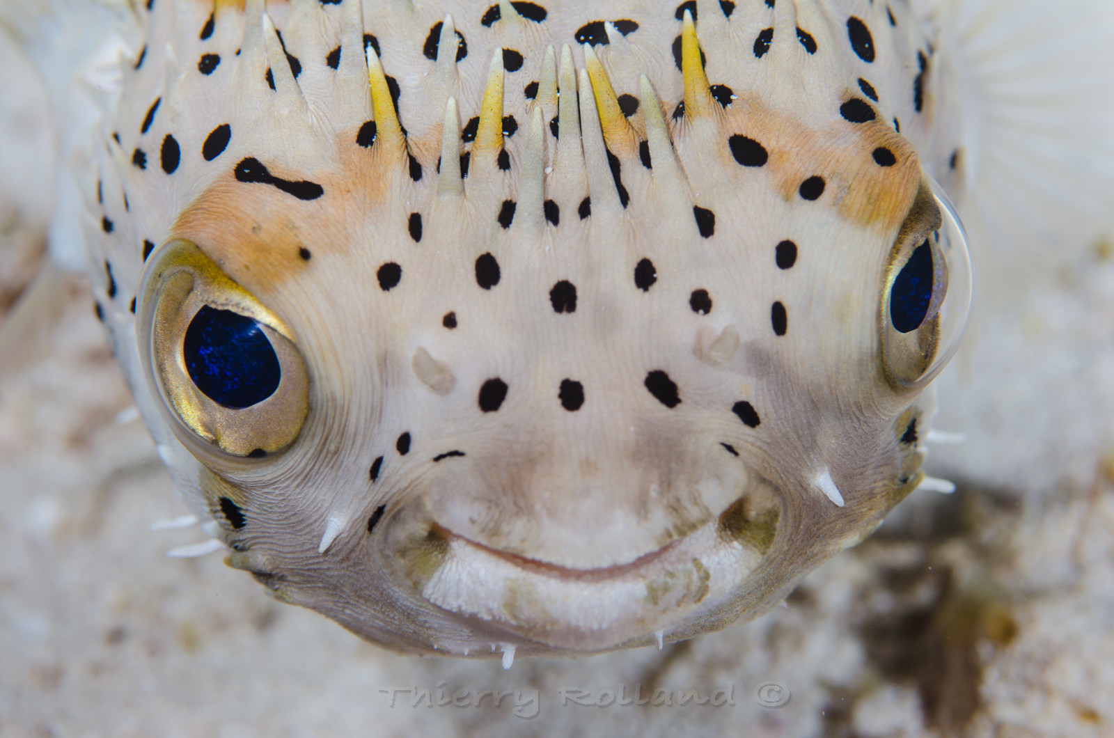 Diodon Cozumel