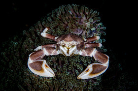 Crabe porcelaine