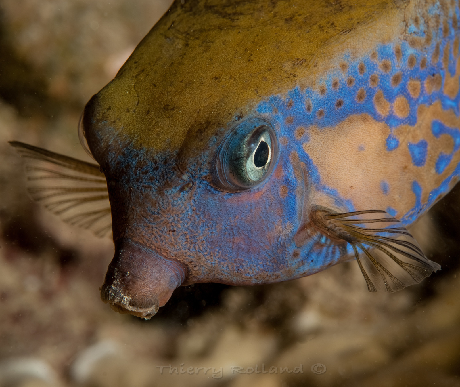Poissons Coffre mâle