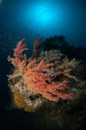 Alcyonaire