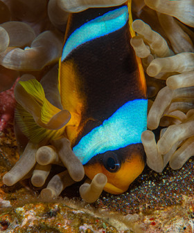 thierry-rolland.frthr_4099.jpg