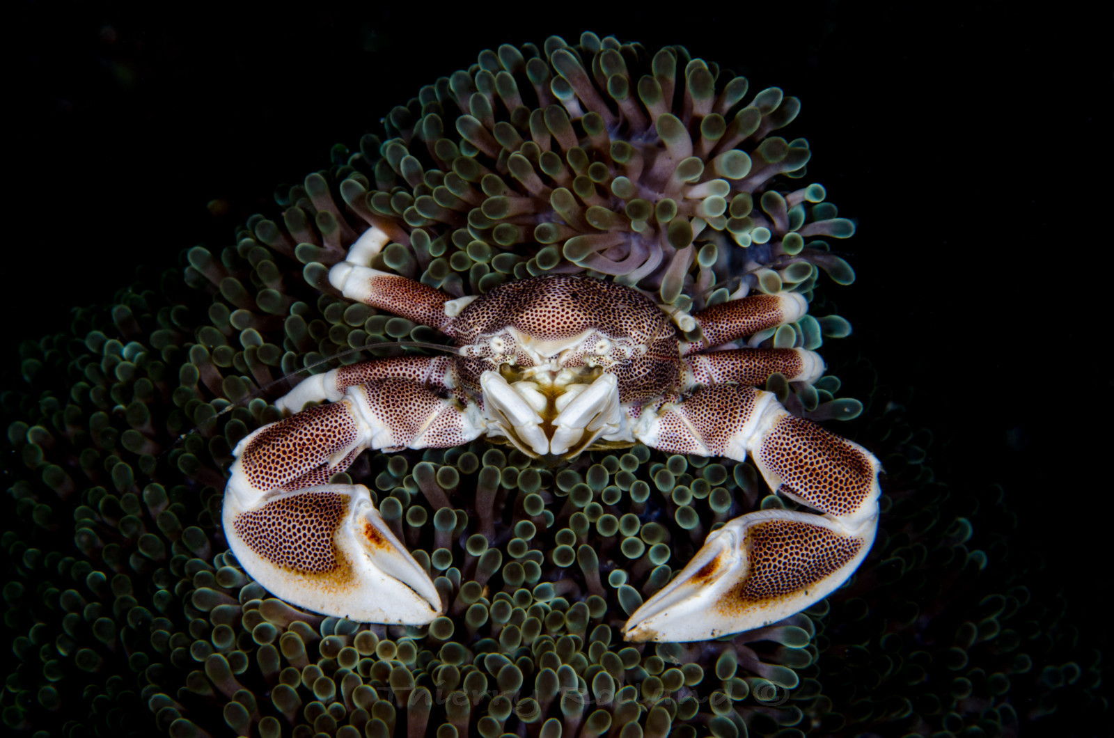 Crabe porcelaine