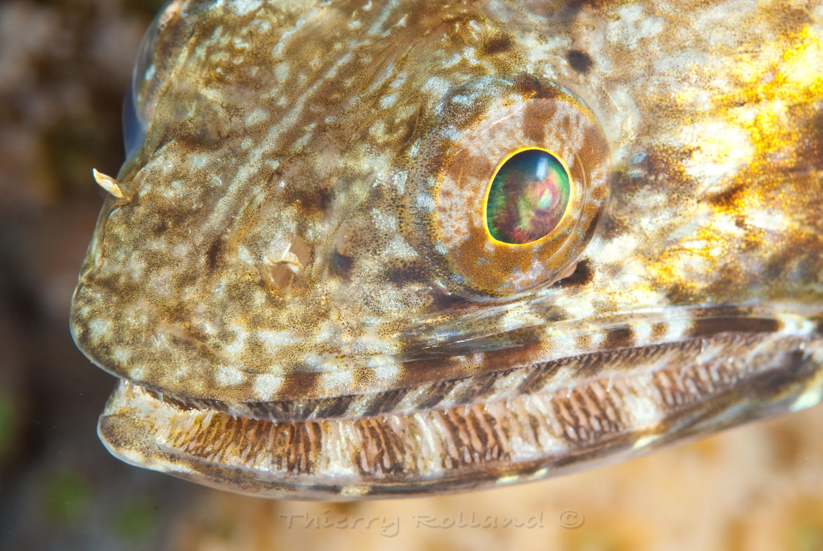 Poisson lézard