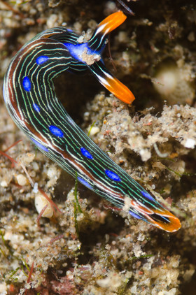 Nudibranche