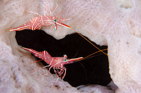 Crevettes