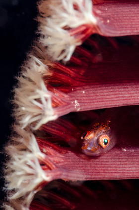 Gobie et plume de mer