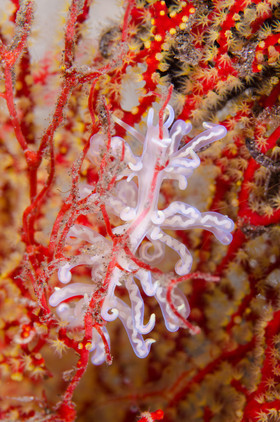 Nudibranche