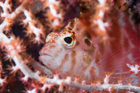Poisson faucon