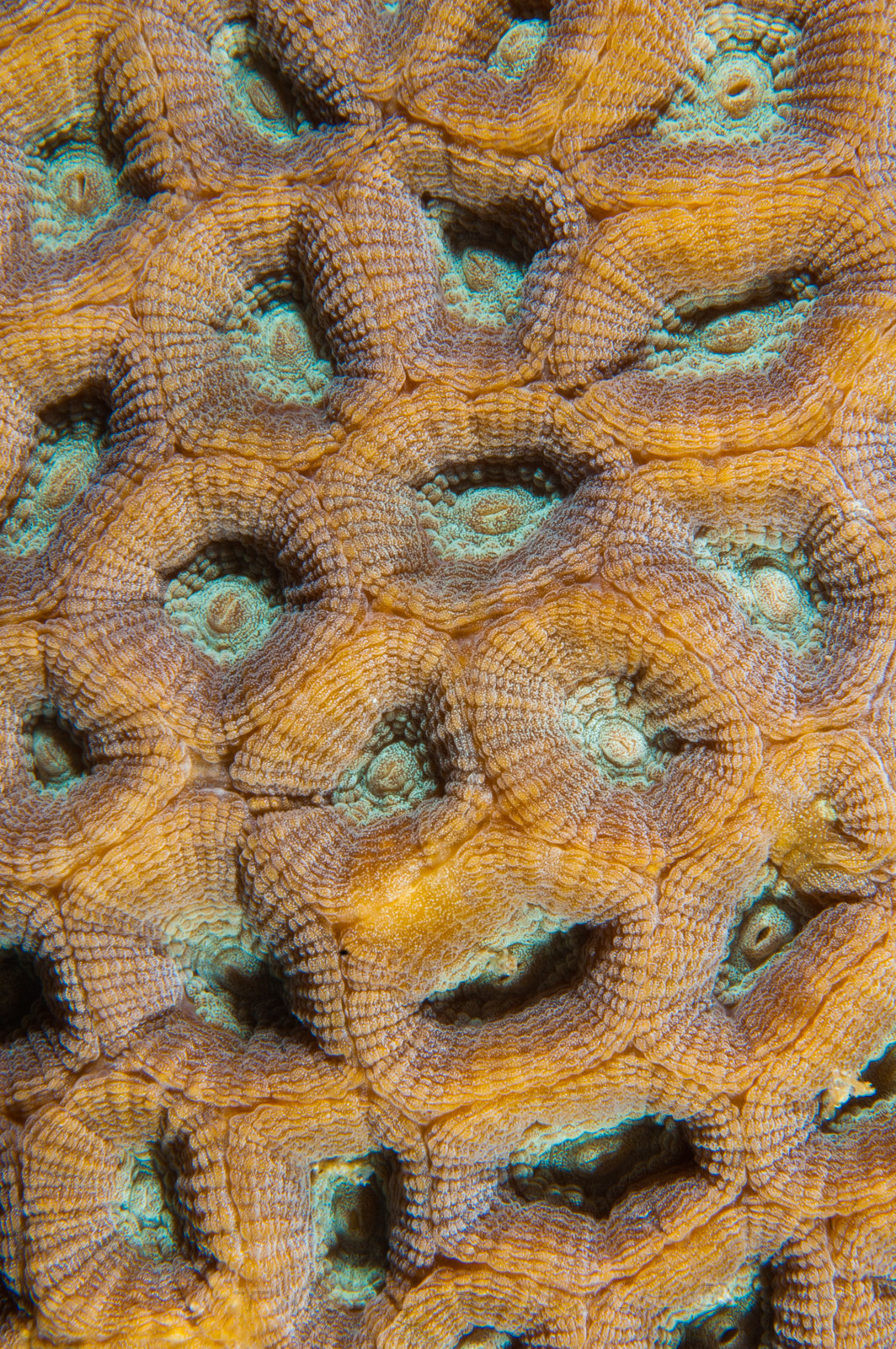 surface corail