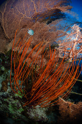 Corail & gorgones