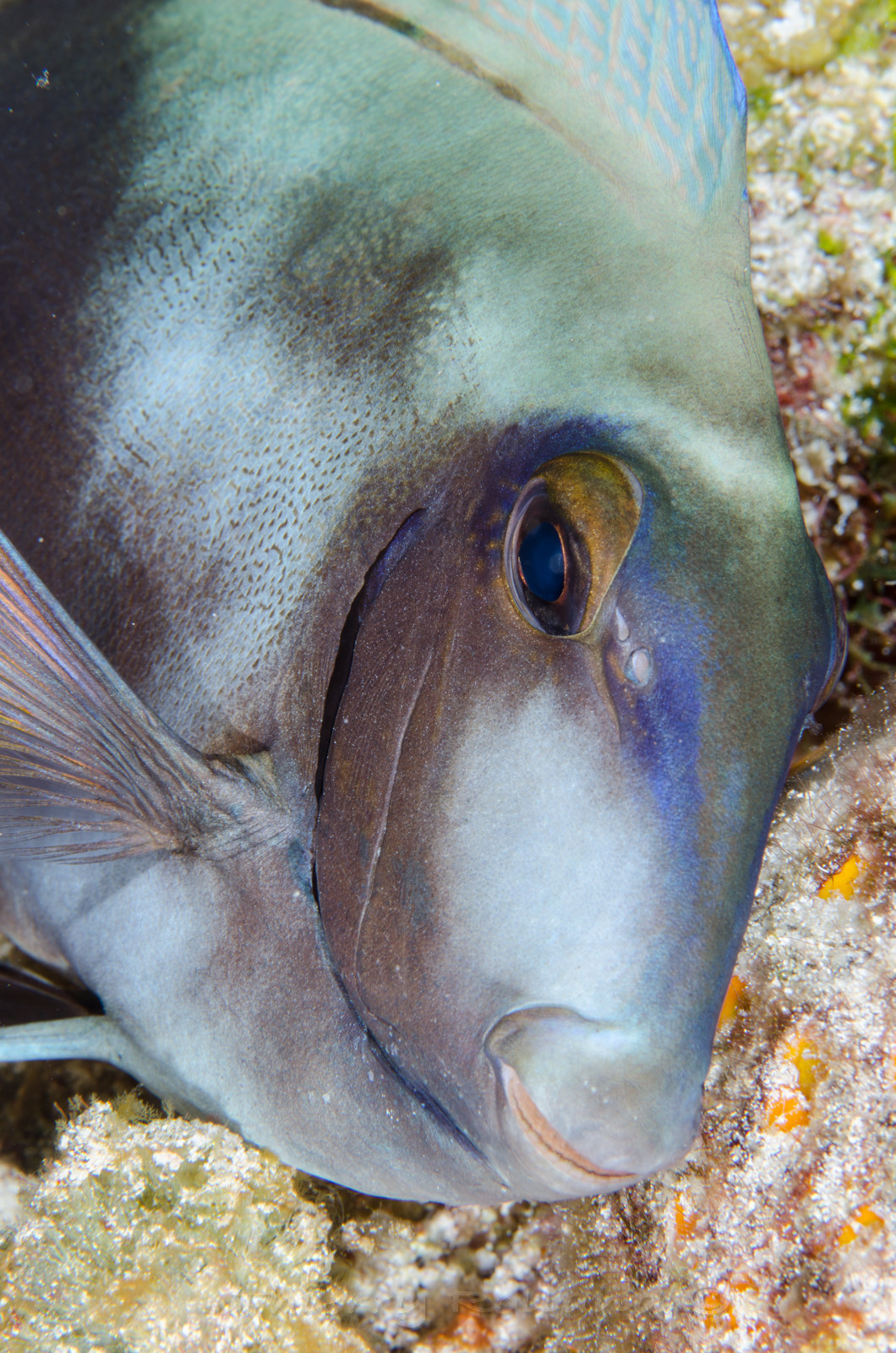 Chirurgien Cozumel