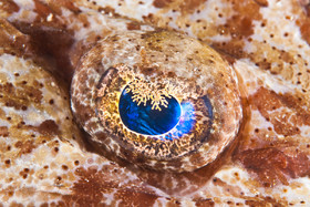 Œil de poissons crocodile